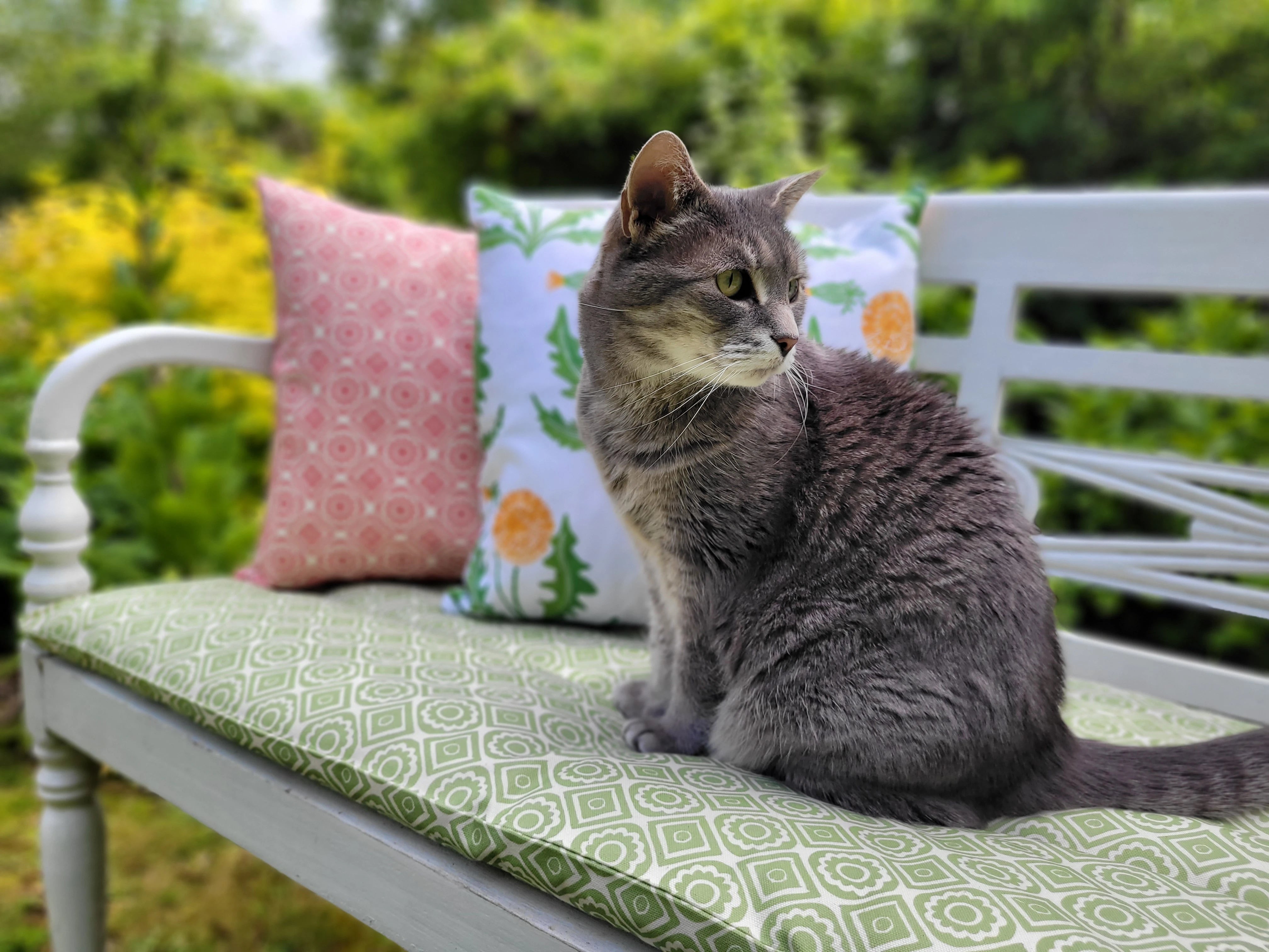 Cat sitting on an outdoor bench with colorful cushions in rebecca and dandelion fabrics designed by Lizzie Mabley
