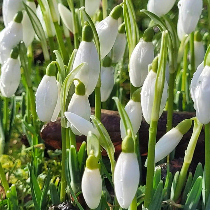 design inspiration in the form of snowdrops